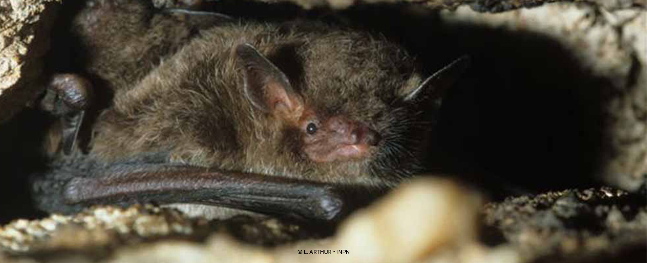 Un Dessin D'une Chauve-souris Avec Un Fond Noir | PSD Premium